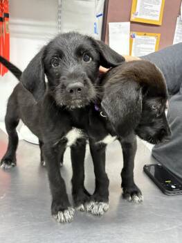 Dallasere / Tristan -  Labrador Retriever and Mixed Breed Dog for Adoption in Broomfield, Colorado - Dallasere / Tristan | PetCurious