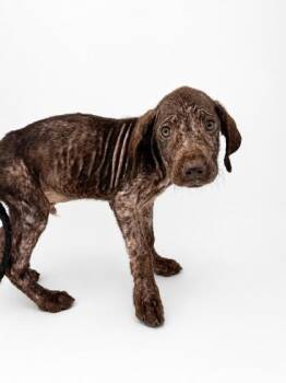 Smudge -  Labrador Retriever and Mixed Breed Dog for Adoption in Bowling Green, Kentucky - Smudge | PetCurious