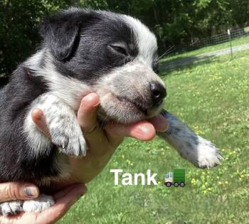Tank, Cash, and Mr. T -  Border Collie Dog for Adoption in Ooltewah, Tennessee - Tank, Cash, And Mr. T | PetCurious