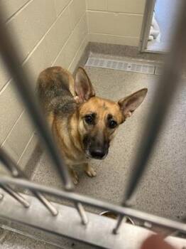 Navi -  German Shepherd Dog and Mixed Breed Dog for Adoption in Fishers, Indiana - Navi | PetCurious