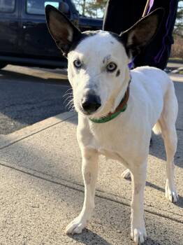 Australian Cattle Dog Blue Heeler Dogs Available for Adoption - Tater | PetCurious