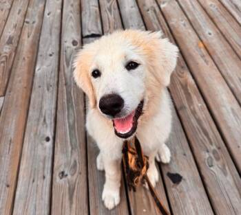 Vanilla -  Great Pyrenees and Mixed Breed Dog for Adoption in Chattanooga, Tennessee - Vanilla | PetCurious