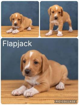 Flapjack -  Beagle Dog for Adoption in Enterprise, Alabama - Flapjack | PetCurious