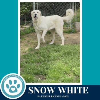 Great Pyrenees Dogs Available for Adoption in Kimberton, Pennsylvania - Snow White 041826 | PetCurious