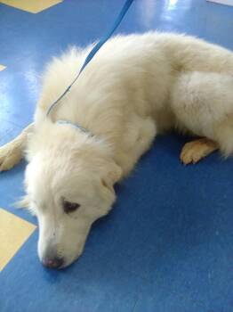 Great Pyrenees Dogs Available for Adoption in Spring, Texas - Jerome | PetCurious