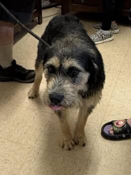 Sprocket -  Terrier Dog for Adoption in Cairo, Georgia - Sprocket | PetCurious