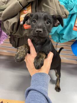 Miniature Schnauzer and Chihuahua Dogs Available for Adoption - Sweet Tart | PetCurious