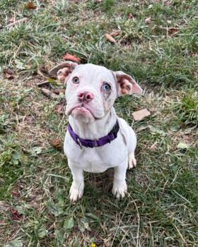 Rescue English Bulldog and Beagle Dogs for Adoption in Brunswick, Ohio - Cookie | PetCurious