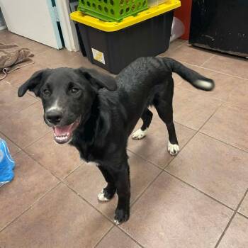 Black Labrador Retriever and Border Collie Dogs Available for Adoption in Austin, Texas - Boots With The Fur | PetCurious