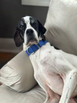 Rescue Pointer Dogs for Adoption in Peconic, New York - Micah | PetCurious