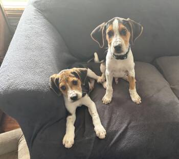 Beagle Dogs Available for Adoption in Charlotte, North Carolina - Neko And Clarence | PetCurious