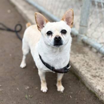 Chihuahua Dogs Available for Adoption - RUSTY | PetCurious