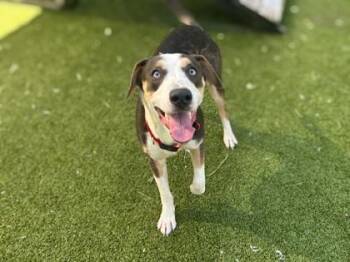 Camo -  Hound and Mixed Breed Dog for Adoption in Gainesville, Florida - Camo | PetCurious