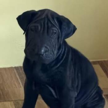 GROUCHO (IN NY) -  Shar Pei Dog for Adoption in New York, New York - GROUCHO (IN NY) | PetCurious