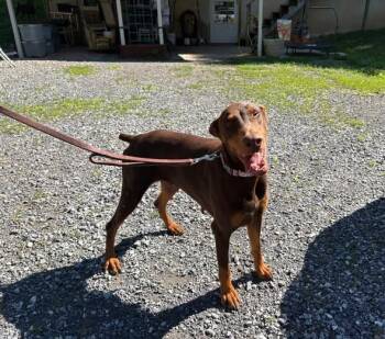 Lilo -  Doberman Pinscher Dog for Adoption in Fleetwood, Pennsylvania - Lilo | PetCurious
