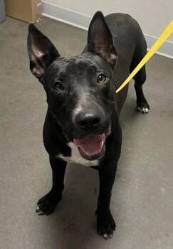 Smokey -  Pit Bull Terrier and Shepherd Dog for Adoption in Fresno, California - Smokey | PetCurious