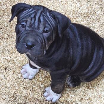 Rescue Pit Bull Terrier and American Bulldog Dogs for Adoption in Mooresville, Indiana - Six | PetCurious