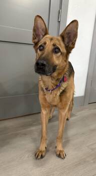 Mira -  German Shepherd Dog Dog for Adoption in Incline Village, Nevada - Mira | PetCurious