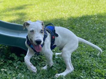 Snoops -  Mixed Breed Dog for Adoption in Waunakee, Wisconsin - Snoops | PetCurious