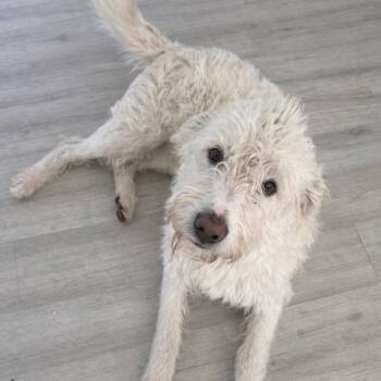Goldendoodle Dogs Available for Adoption in Graham, Washington - ZEUS | PetCurious