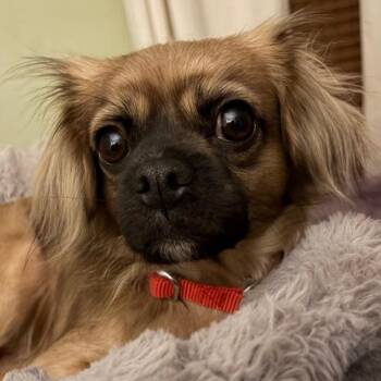 Cavalier King Charles Spaniel Dogs Available for Adoption in Ottawa Hills, Ohio - Brownie | PetCurious