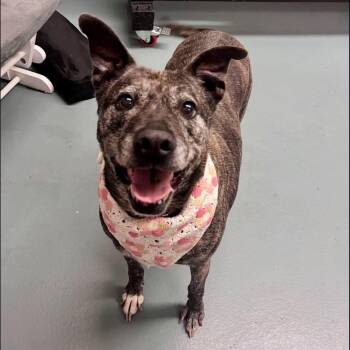 Morgan -  Labrador Retriever Dog for Adoption in Mooresville, North Carolina - Morgan | PetCurious