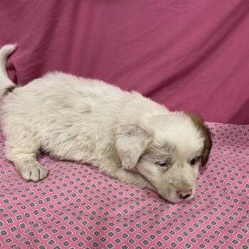 A614024 -  Australian Shepherd and Mixed Breed Dog for Adoption in Modesto, California - A614024 | PetCurious