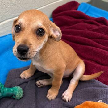 Sarah -  Mixed Breed Dog for Adoption in West Palm Beach, Florida - Sarah | PetCurious