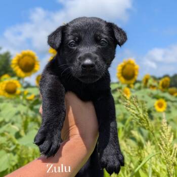 Zulu -  German Shepherd Dog and Labrador Retriever Dog for Adoption in Spring Hill, Tennessee - Zulu | PetCurious