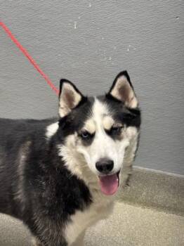 Rescue Siberian Husky Dogs for Adoption in Las Vegas, Nevada - LUNA | PetCurious