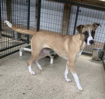 Rescue Hound Dogs for Adoption in Roswell, Georgia - Garnet | PetCurious