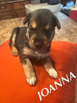 Rescue Rottweiler and German Shepherd Dog Dogs for Adoption in Winnipeg, Manitoba - Joanna | PetCurious