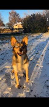 Australian Shepherd and Australian Cattle Dog Blue Heeler Dogs Available for Adoption - Hank The Cowdog | PetCurious