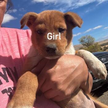 Spoon -  Cattle Dog Dog for Adoption in Tacoma, Washington - Spoon | PetCurious