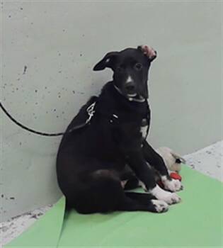 HANNIBAL -  Labrador Retriever and Mixed Breed Dog for Adoption in Houston, Texas - HANNIBAL | PetCurious