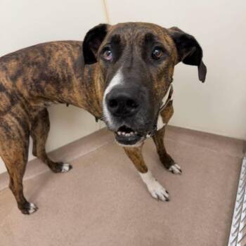 Trixie -  Mixed Breed Dog for Adoption in Oshkosh, Wisconsin - Trixie | PetCurious