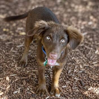 Tucker -  Spaniel and Flat Coated Retriever Dog for Adoption in Boerne, Texas - Tucker | PetCurious