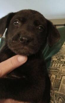 Abby -  Labrador Retriever Dog for Adoption in Florissant, Missouri - Abby | PetCurious