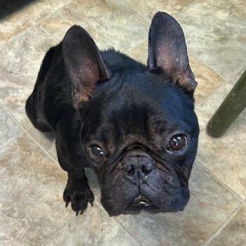 Eldrax -  French Bulldog Dog for Adoption in Boerne, Texas - Eldrax | PetCurious
