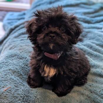 1037 (2026) JJ -  Miniature Schnauzer and Yorkshire Terrier Dog for Adoption in Parker, Colorado - 1037 (2026) JJ | PetCurious
