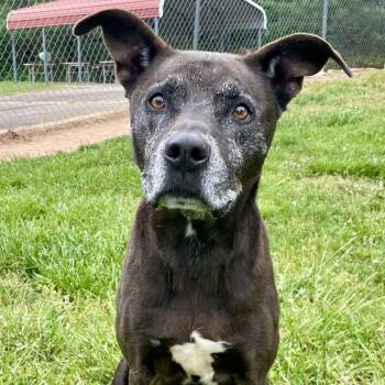 Black Labrador Retriever and Terrier Dogs Available for Adoption in Sautee Nacoochee, Georgia - Buddy | PetCurious