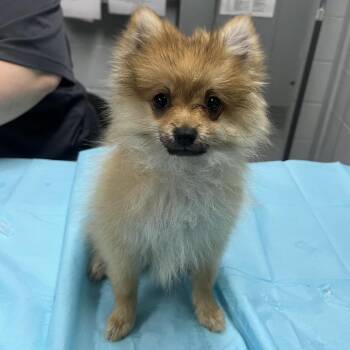 Pomeranian Dogs Available for Adoption - Stevie | PetCurious