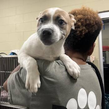 Mixed Breed Dogs Available for Adoption in Columbus, Georgia - 04/20/2026-Stray-MilgenRoad | PetCurious