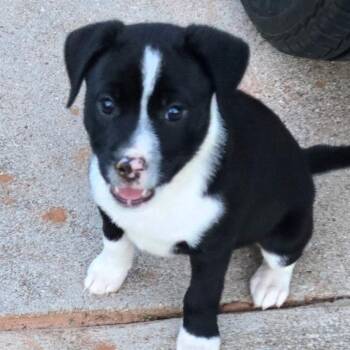 Mixed Breed Dogs Available for Adoption in Duncan, Oklahoma - Nikki | PetCurious
