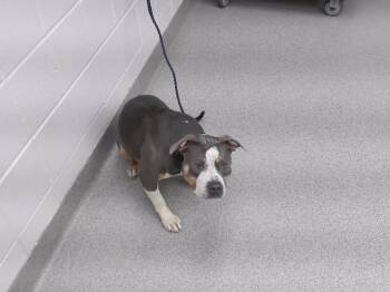 SPOT -  Boxer and Mixed Breed Dog for Adoption in Omaha, Nebraska - SPOT | PetCurious