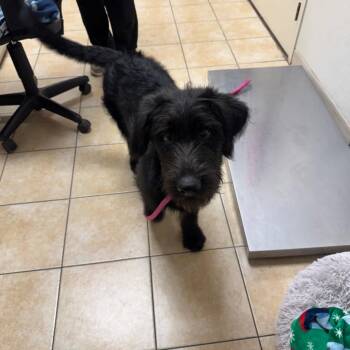 Rider -  Labrador Retriever and Standard Poodle Dog for Adoption in Pekin, Illinois - Rider | PetCurious