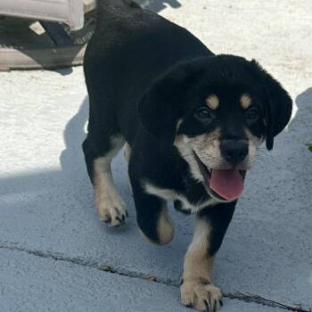 Woody -  Australian Shepherd Dog for Adoption in Holiday Hills, Illinois - Woody | PetCurious