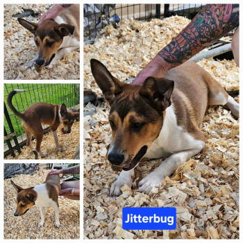 Rescue Terrier and Collie Dogs for Adoption in Farmerville, Louisiana - Jitterbug | PetCurious