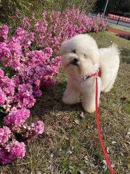 Miniature Poodle Dogs Available for Adoption in Toronto, Ontario - Cotton | PetCurious