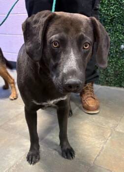 Mixed Breed Dogs Available for Adoption in El Paso, Texas - 60963425 | PetCurious